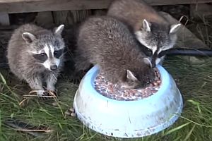 Waschbär versinkt in seinem Essen