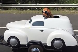 Hund in seinem Motorradanhänger