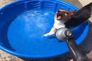 Hund spielt mit Wasserstrahl