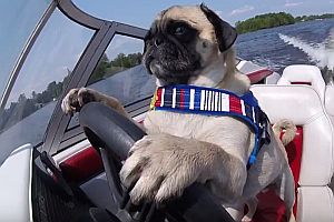 Hund fährt Boot