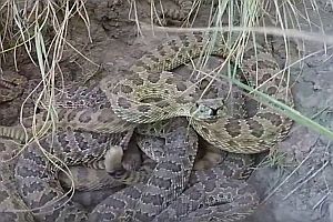 GoPro fällt in ein Schlangennest