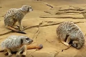 Schlafendes Erdmännchen rollt vom Felsen