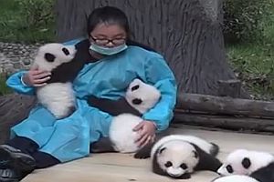 Kuscheln mit Pandas