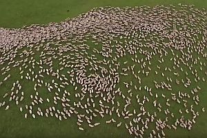 Schafherde aus der Vogelperspektive