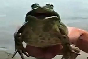 Frosch singt den Imperial March