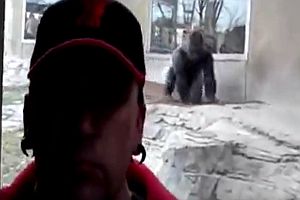 Aggressiver Gorilla im Zoo