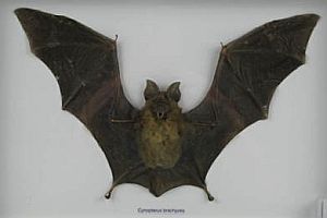 Fledermaus im Bilderrahmen