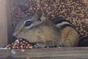 Eichhörnchen mit dicken Backen