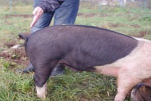 Schweineschwanz begradigen