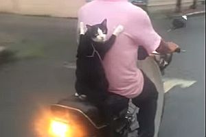 Katze als Moped-Beifahrer