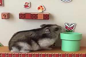 Hamster als Super Mario