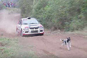 Hund auf der Rallye-Strecke