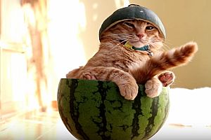 Katze in einer Wassermelone