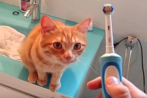 Katze liebt elektrische Zahnbürste