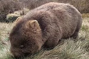 Ein Wombat am Fressen