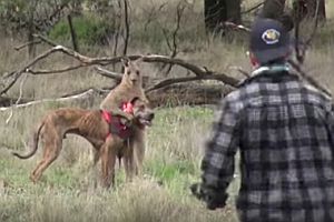 Mann boxt mit Känguru