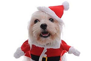 Der Hund als Weihnachtsmann