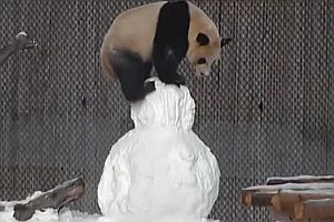 Panda spielt mit Schneemann