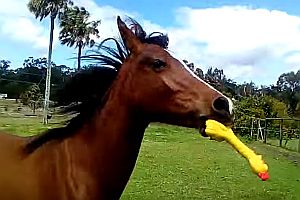 Pferd spielt mit Gummihuhn