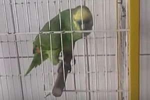 Papagei singt Part von Rihanna