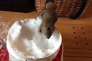 Ein Eichhörnchen im Schnee