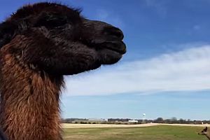 Lama-Fütterung im Auto