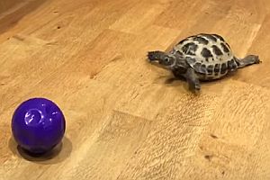 Schildkröte spielt Ball