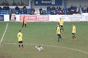 Hund auf einem Fußballplatz