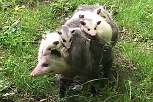 Opossum macht einen Ausflug