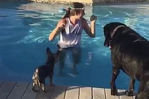 Hund springt in einen Swimmingpool