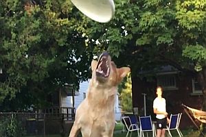 Hund versucht eine Frisbee zu fangen