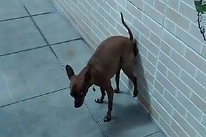 Hund scheißt eine Wand an