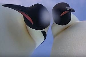 Zwei Pinguine machen ein Selfie