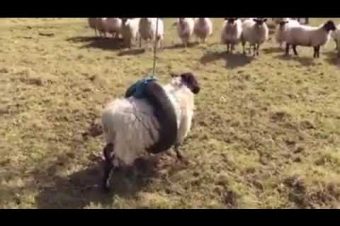 Schaf hängt ab