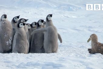 Junge Pinguine werden gerettet