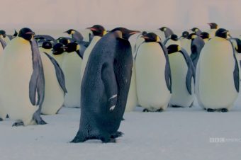 Ein schwarzer Pinguin