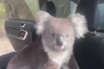 Ein Koala im Auto