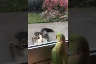 Papagei spielt Kuckuck