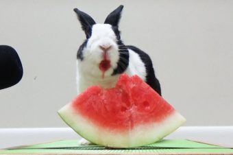 Hase frisst eine Wassermelone