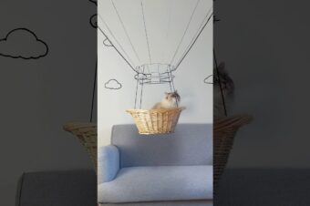 Katze fliegt im Heißluftballon