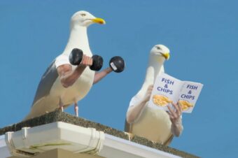 Wenn Vögel Arme hätten