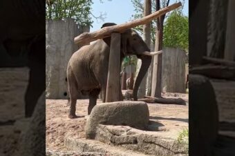 Elefant balanciert Baumstamm