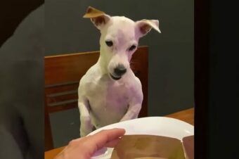 Hund ärgert sich über die Größe seines Hamburgers