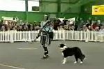 Gladiator Hund