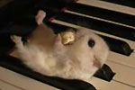 Popcorn-Hamster