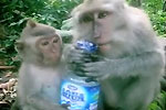 Affen öffnen Wasserflaschen