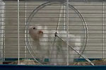 Hamster der Film