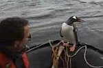 Zutraulicher Pinguin