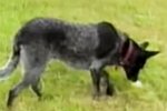 Der gehorsamste Hund der Welt