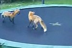 Füchse springen auf einem Trampolin